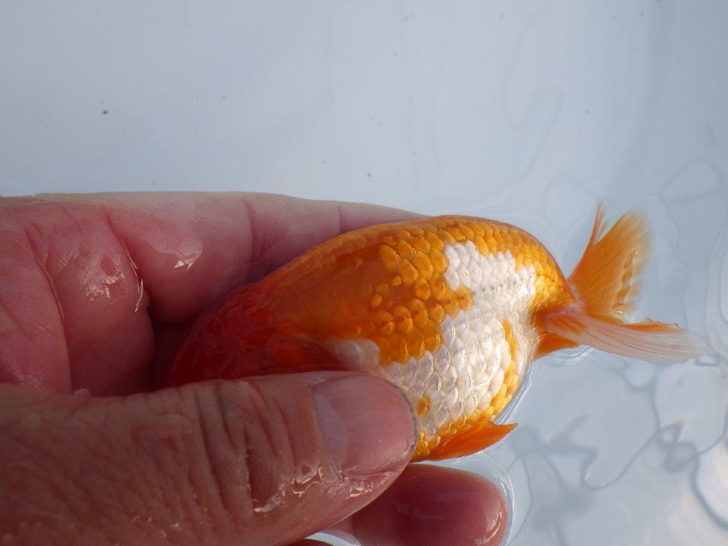 【全国大会上位入賞経験あり 三重　森岡氏　作出】当歳らんちゅうA　約11㎝  四ッ尾　二本舵　オス？