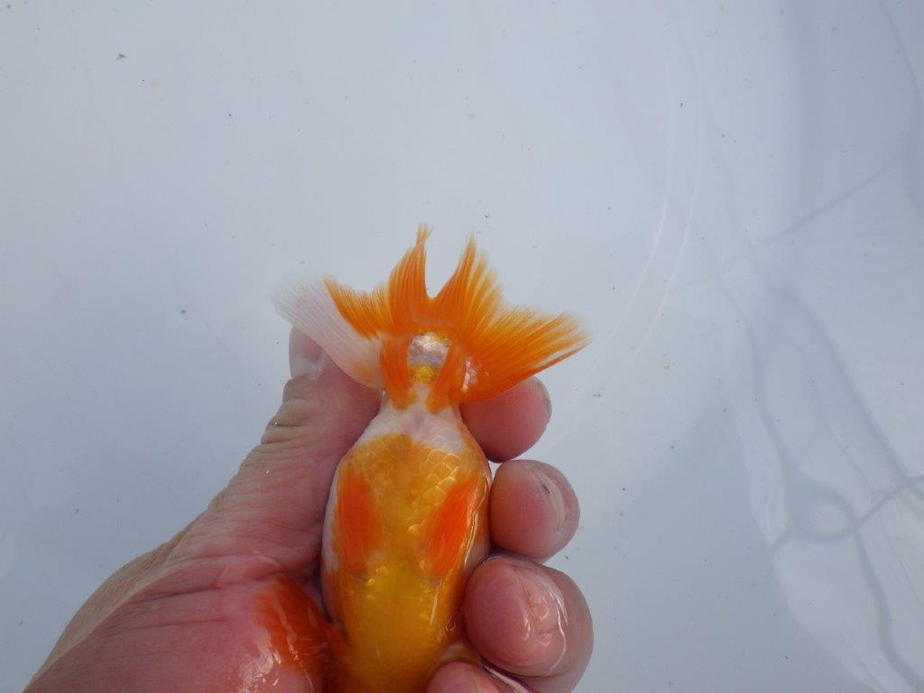 【全国大会上位入賞経験あり 三重　森岡氏　作出】当歳らんちゅうA　約11㎝  四ッ尾　二本舵　オス？