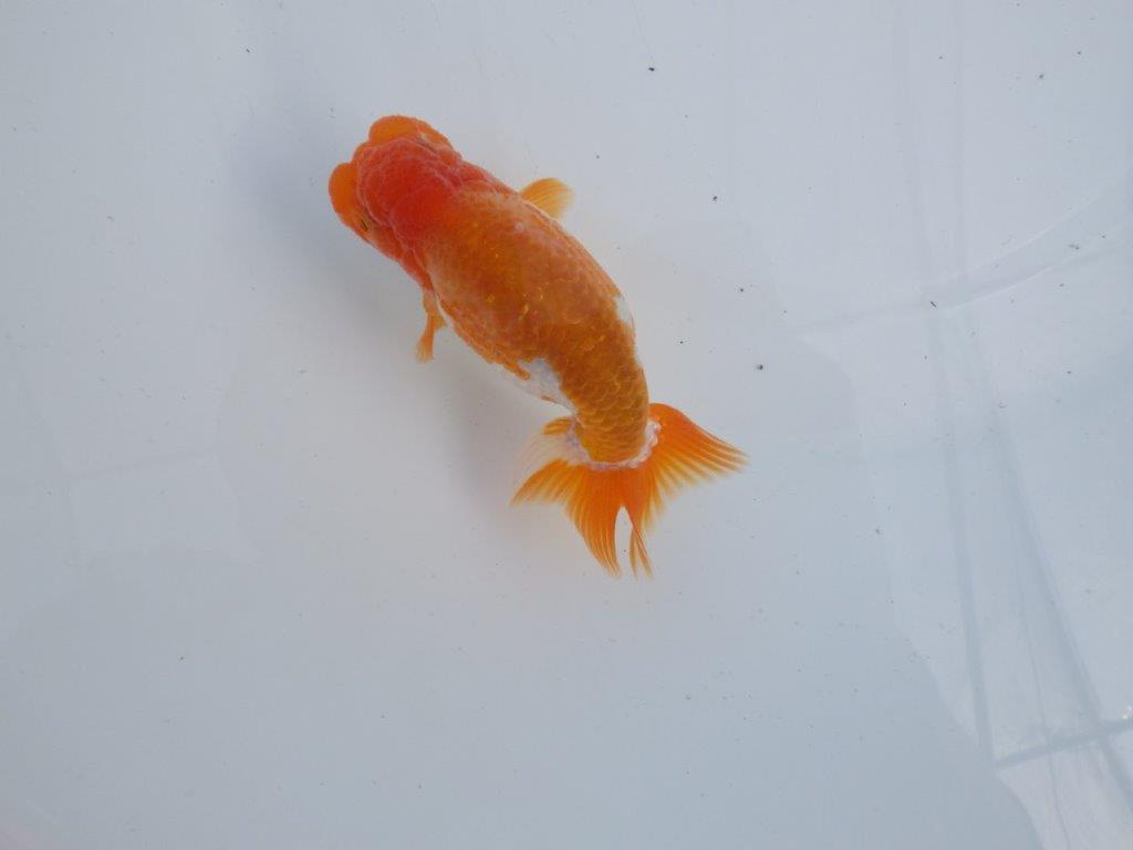 【全国大会上位入賞経験あり 三重　森岡氏　作出】当歳らんちゅうA　約11㎝  四ッ尾　二本舵　オス？