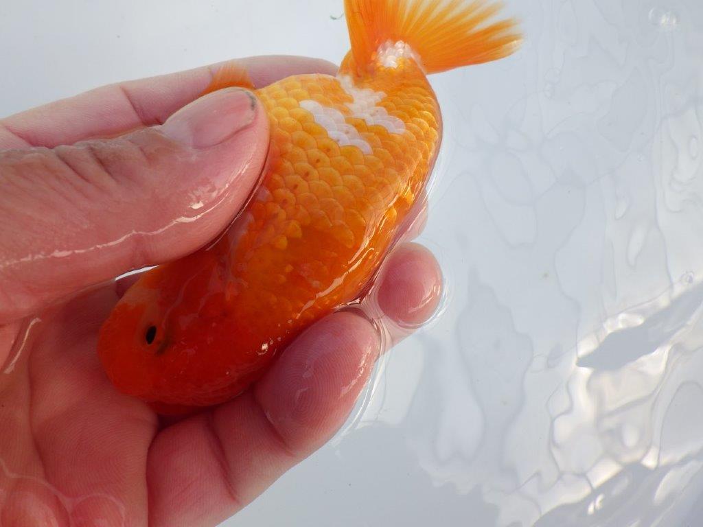 【全国大会上位入賞経験あり 三重　森岡氏　作出】当歳らんちゅうA　約11㎝  四ッ尾　二本舵　オス？