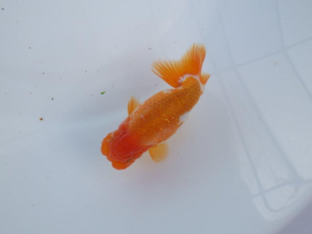 【全国大会上位入賞経験あり 三重　森岡氏　作出】当歳らんちゅうA　約11㎝  四ッ尾　二本舵　オス？