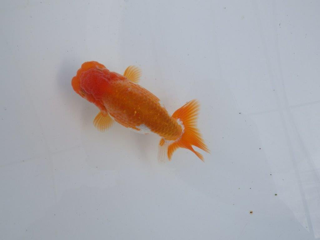 【全国大会上位入賞経験あり 三重　森岡氏　作出】当歳らんちゅうA　約11㎝  四ッ尾　二本舵　オス？