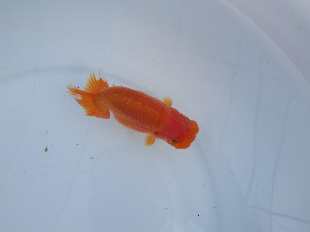 【全国大会上位入賞経験あり 三重 森岡氏 作出】当歳らんちゅうB 約12,5㎝ 四ッ尾 二本舵 メス?