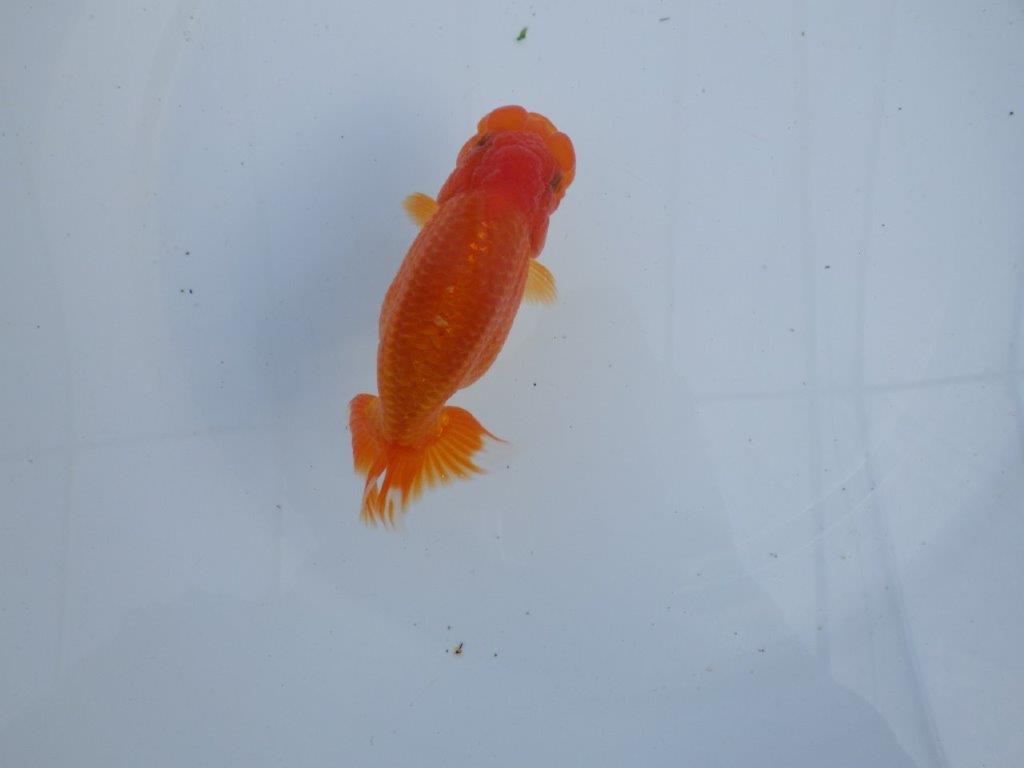 【全国大会上位入賞経験あり 三重 森岡氏 作出】当歳らんちゅうB 約12,5㎝ 四ッ尾 二本舵 メス?