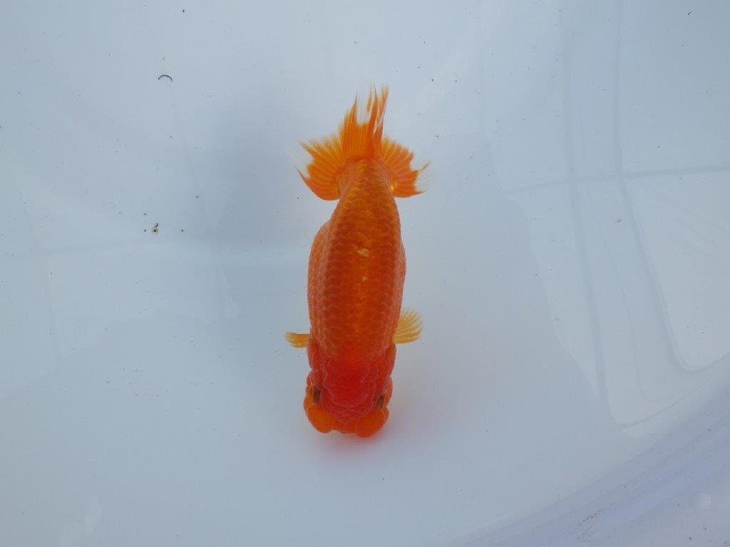 【全国大会上位入賞経験あり 三重 森岡氏 作出】当歳らんちゅうB 約12,5㎝ 四ッ尾 二本舵 メス?