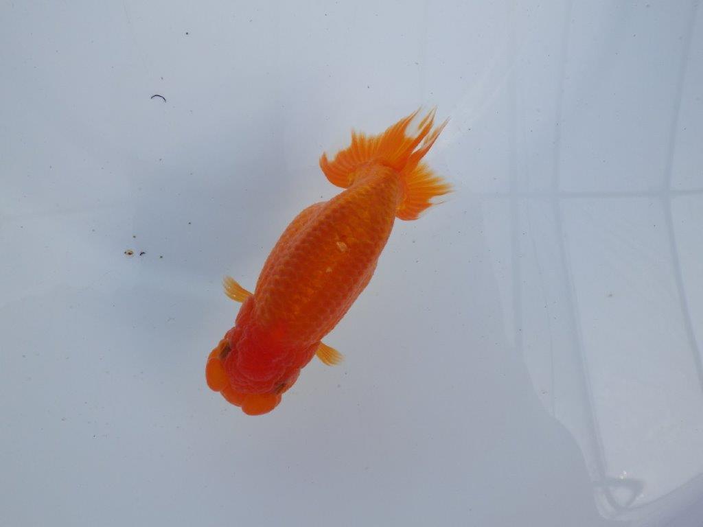 【全国大会上位入賞経験あり 三重　森岡氏　作出】当歳らんちゅうB　約12,5㎝  四ッ尾　二本舵　メス？の上身