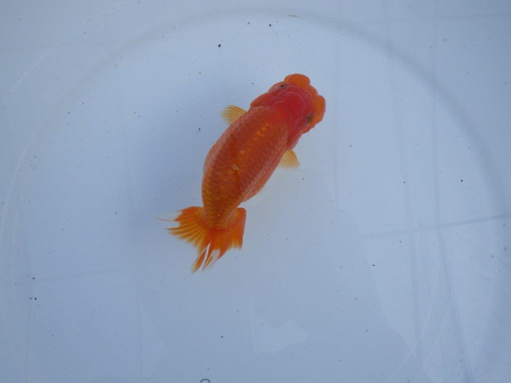 【全国大会上位入賞経験あり 三重 森岡氏 作出】当歳らんちゅうB 約12,5㎝ 四ッ尾 二本舵 メス?