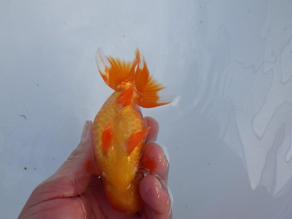 【全国大会上位入賞経験あり 三重 森岡氏 作出】当歳らんちゅうB 約12,5㎝ 四ッ尾 二本舵 メス?