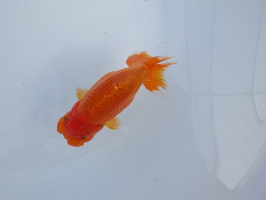 【全国大会上位入賞経験あり 三重 森岡氏 作出】当歳らんちゅうB 約12,5㎝ 四ッ尾 二本舵 メス?