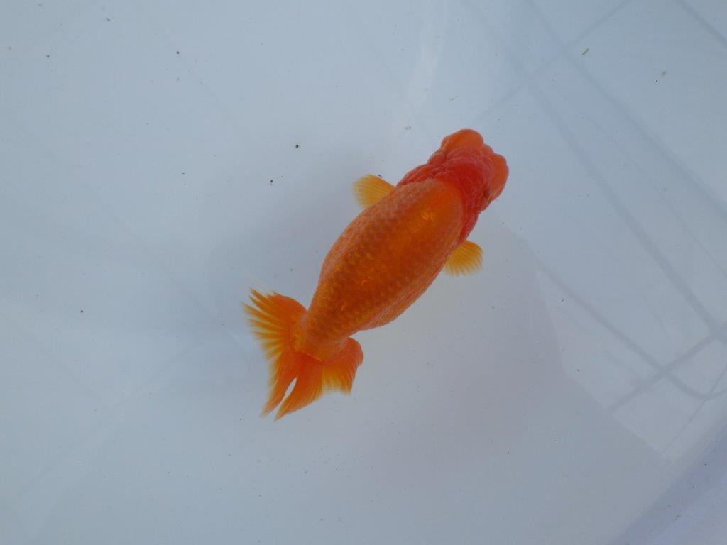 【全国大会上位入賞経験あり 三重 森岡氏 作出】当歳らんちゅうC 約12,5㎝ 四ッ尾 二本舵 オス?