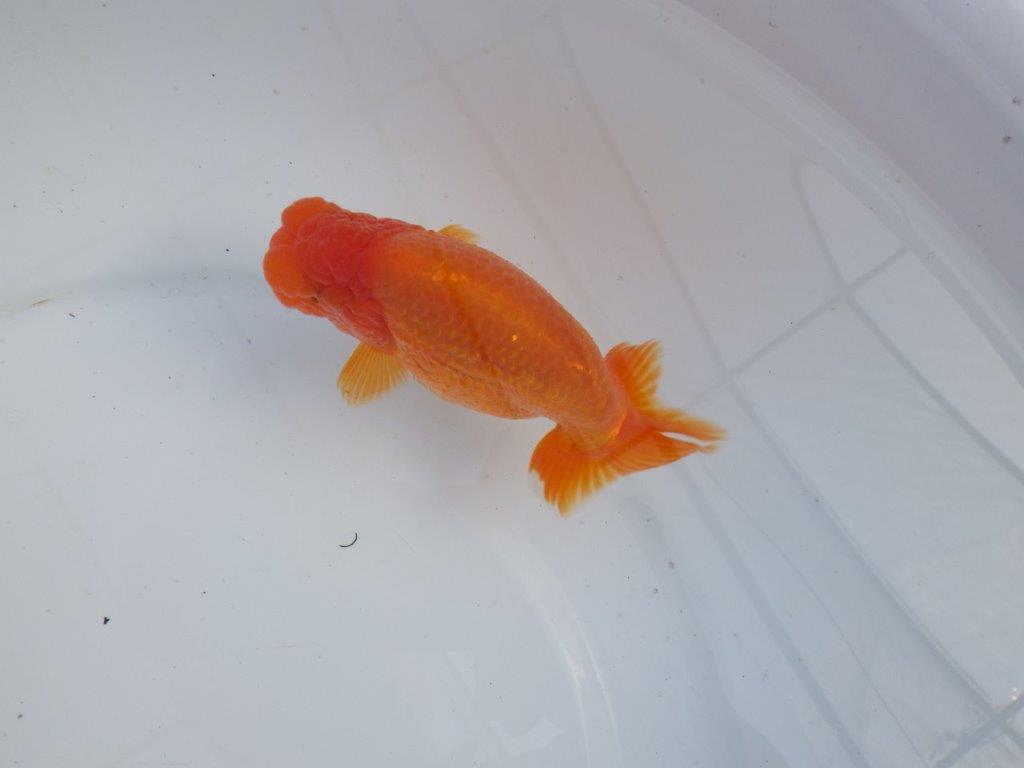 【全国大会上位入賞経験あり 三重 森岡氏 作出】当歳らんちゅうC 約12,5㎝ 四ッ尾 二本舵 オス?