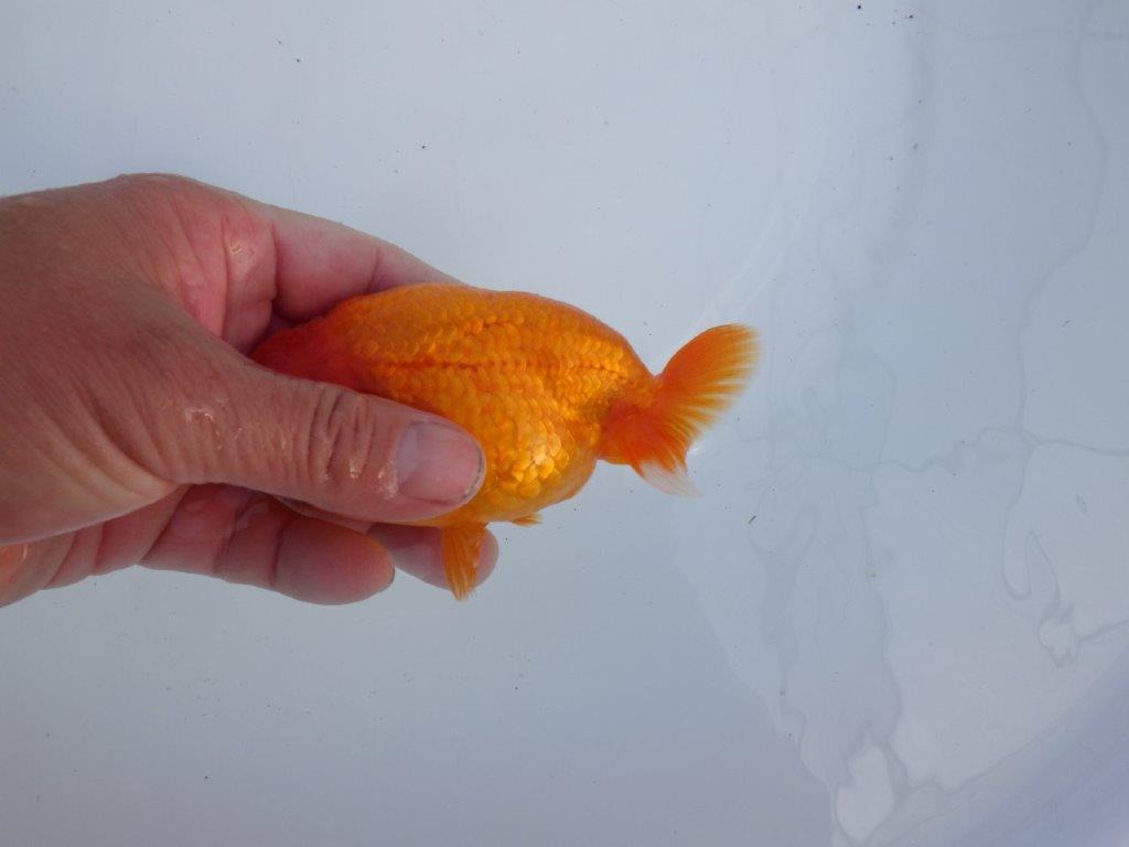 【全国大会上位入賞経験あり 三重 森岡氏 作出】当歳らんちゅうC 約12,5㎝ 四ッ尾 二本舵 オス?