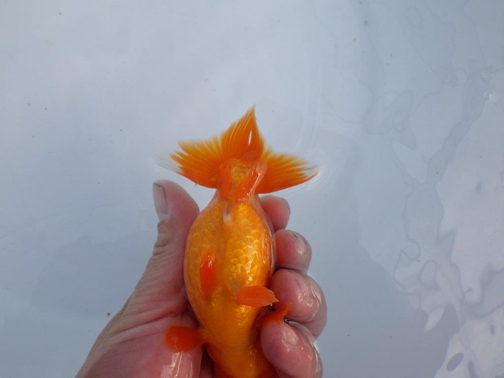 【全国大会上位入賞経験あり 三重 森岡氏 作出】当歳らんちゅうC 約12,5㎝ 四ッ尾 二本舵 オス?