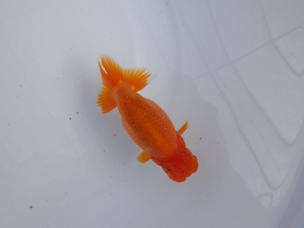 【全国大会上位入賞経験あり 三重　森岡氏　作出】当歳らんちゅうC　約12,5㎝  四ッ尾　二本舵　オス？の上身