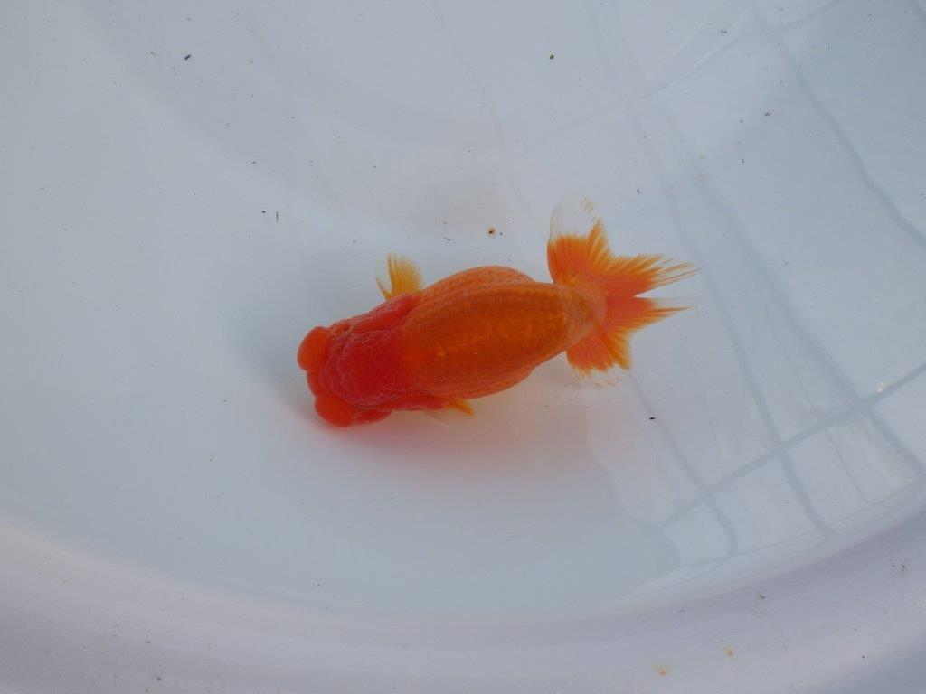 【全国大会上位入賞経験あり 三重 森岡氏 作出】当歳らんちゅう E 約12,5㎝ 四ッ尾 二本舵 オス?