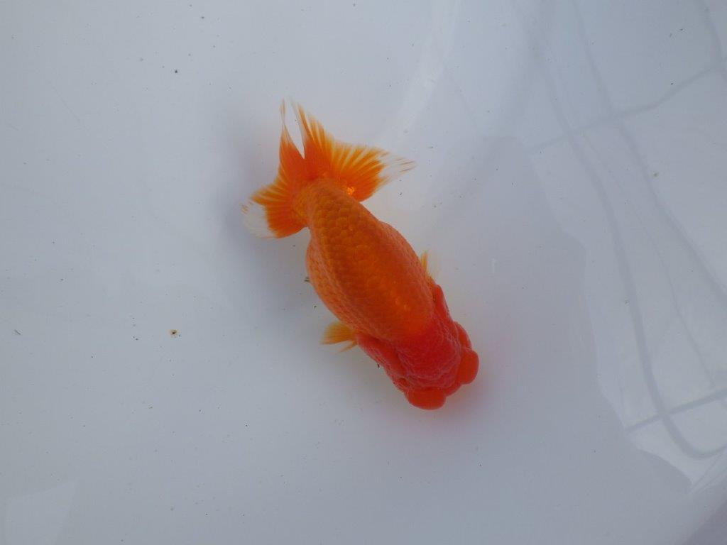 【全国大会上位入賞経験あり 三重 森岡氏 作出】当歳らんちゅう E 約12,5㎝ 四ッ尾 二本舵 オス?