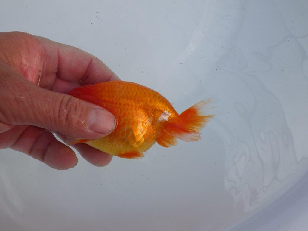 【全国大会上位入賞経験あり 三重 森岡氏 作出】当歳らんちゅう E 約12,5㎝ 四ッ尾 二本舵 オス?