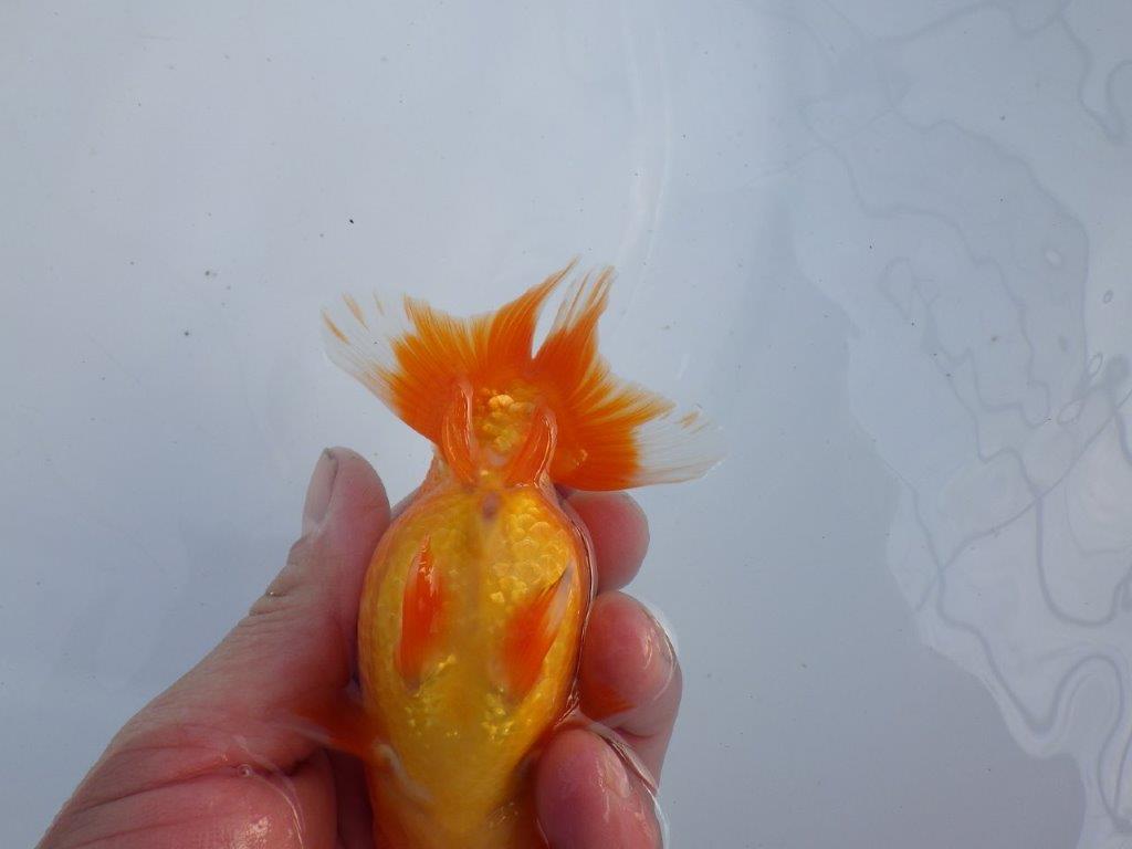 【全国大会上位入賞経験あり 三重 森岡氏 作出】当歳らんちゅう E 約12,5㎝ 四ッ尾 二本舵 オス?