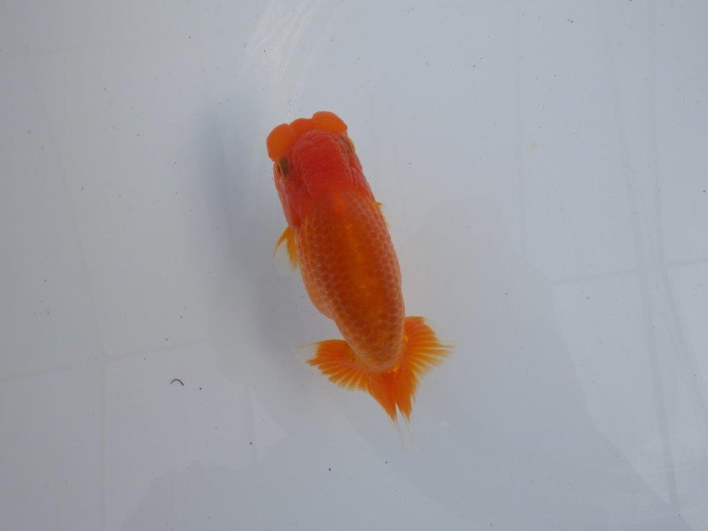 【全国大会上位入賞経験あり 三重　森岡氏　作出】当歳らんちゅう　F　約12㎝  四ッ尾　二本舵　オス？