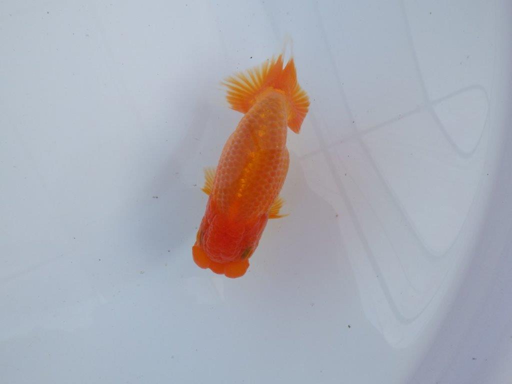 【全国大会上位入賞経験あり 三重　森岡氏　作出】当歳らんちゅう　F　約12㎝  四ッ尾　二本舵　オス？の上身