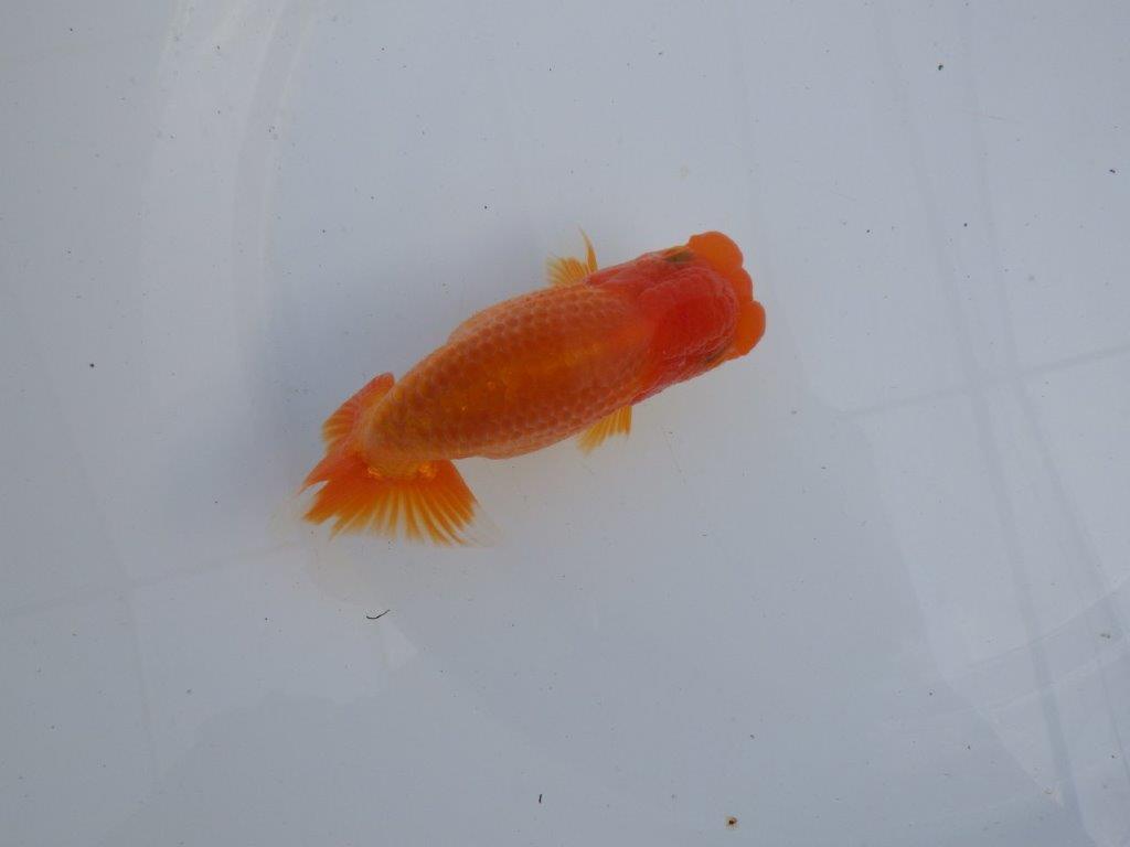 【全国大会上位入賞経験あり 三重　森岡氏　作出】当歳らんちゅう　F　約12㎝  四ッ尾　二本舵　オス？