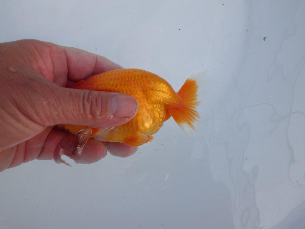 【全国大会上位入賞経験あり 三重　森岡氏　作出】当歳らんちゅう　F　約12㎝  四ッ尾　二本舵　オス？