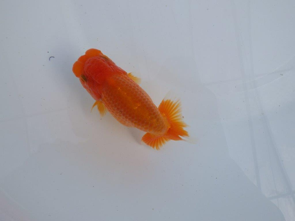 【全国大会上位入賞経験あり 三重　森岡氏　作出】当歳らんちゅう　F　約12㎝  四ッ尾　二本舵　オス？