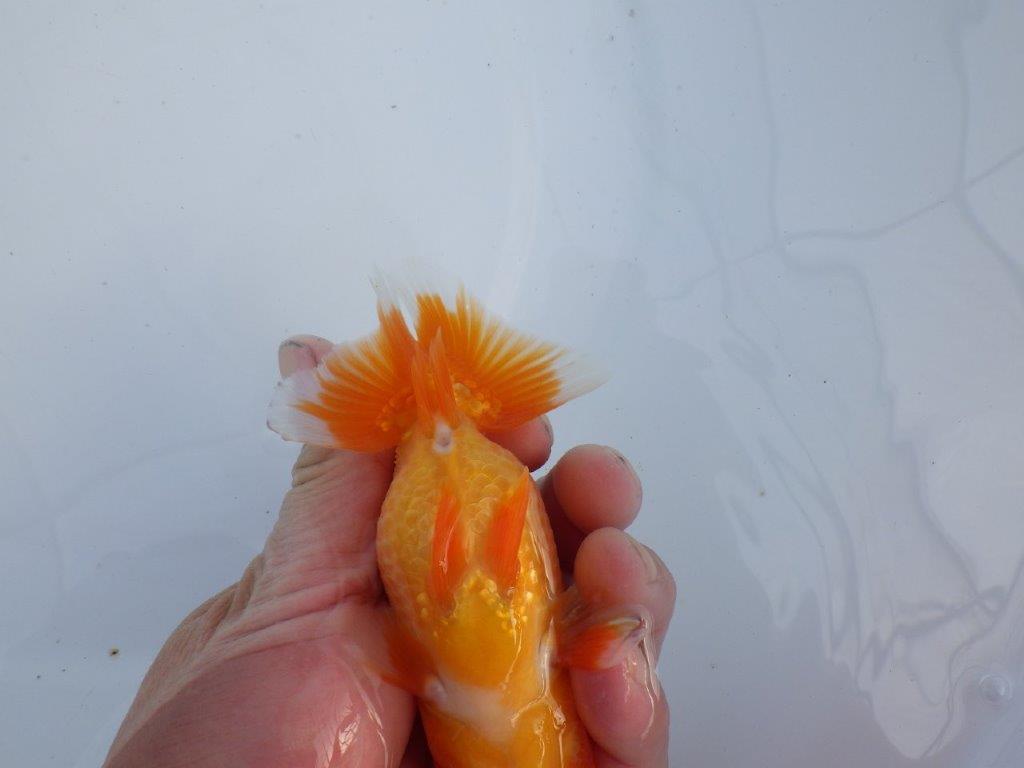 【全国大会上位入賞経験あり 三重　森岡氏　作出】当歳らんちゅう　F　約12㎝  四ッ尾　二本舵　オス？