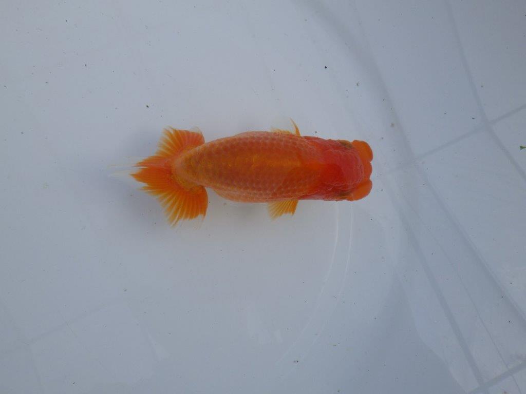 【全国大会上位入賞経験あり 三重　森岡氏　作出】当歳らんちゅう　F　約12㎝  四ッ尾　二本舵　オス？