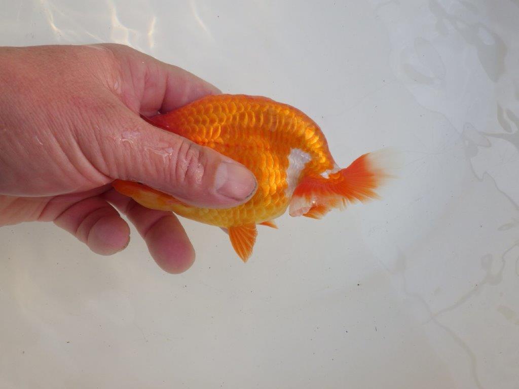 【愛知超ベテランブリーダー 都築氏 作出】お勧め当歳らんちゅう 約13,5㎝ 四ッ尾 二本舵 オス?