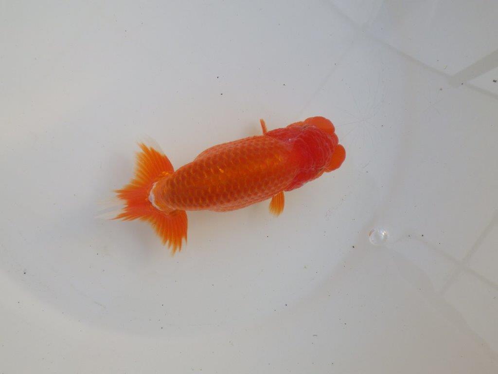 【愛知超ベテランブリーダー 都築氏 作出】お勧め当歳らんちゅう 約13,5㎝ 四ッ尾 二本舵 オス?