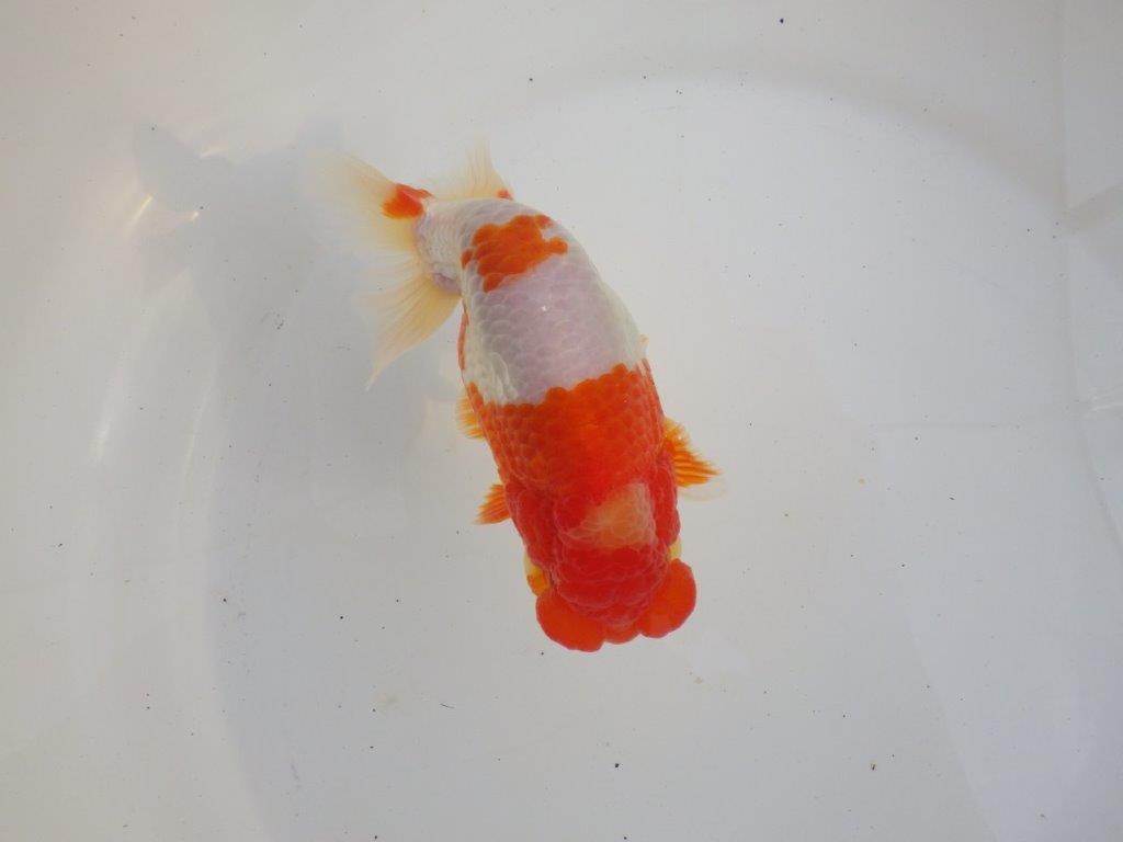 【愛知超ベテランブリーダー　都築氏　作出】インパクトのある当歳らんちゅう　約13,5㎝  四ッ尾　二本舵　オス？