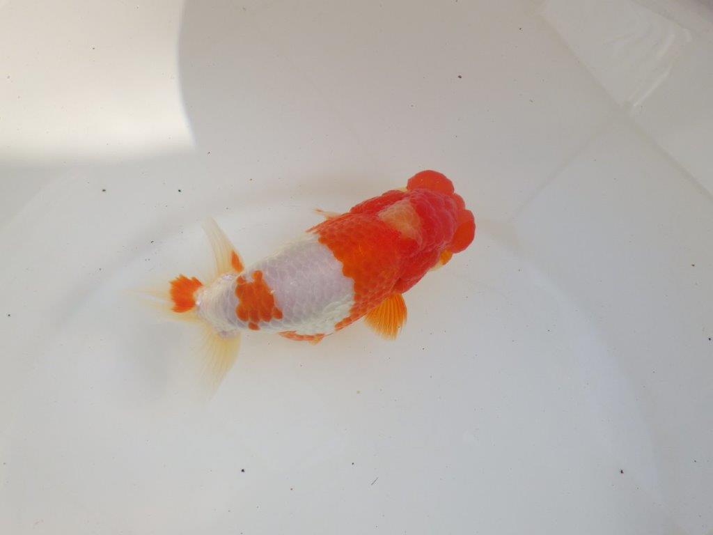 【愛知超ベテランブリーダー　都築氏　作出】インパクトのある当歳らんちゅう　約13,5㎝  四ッ尾　二本舵　オス？