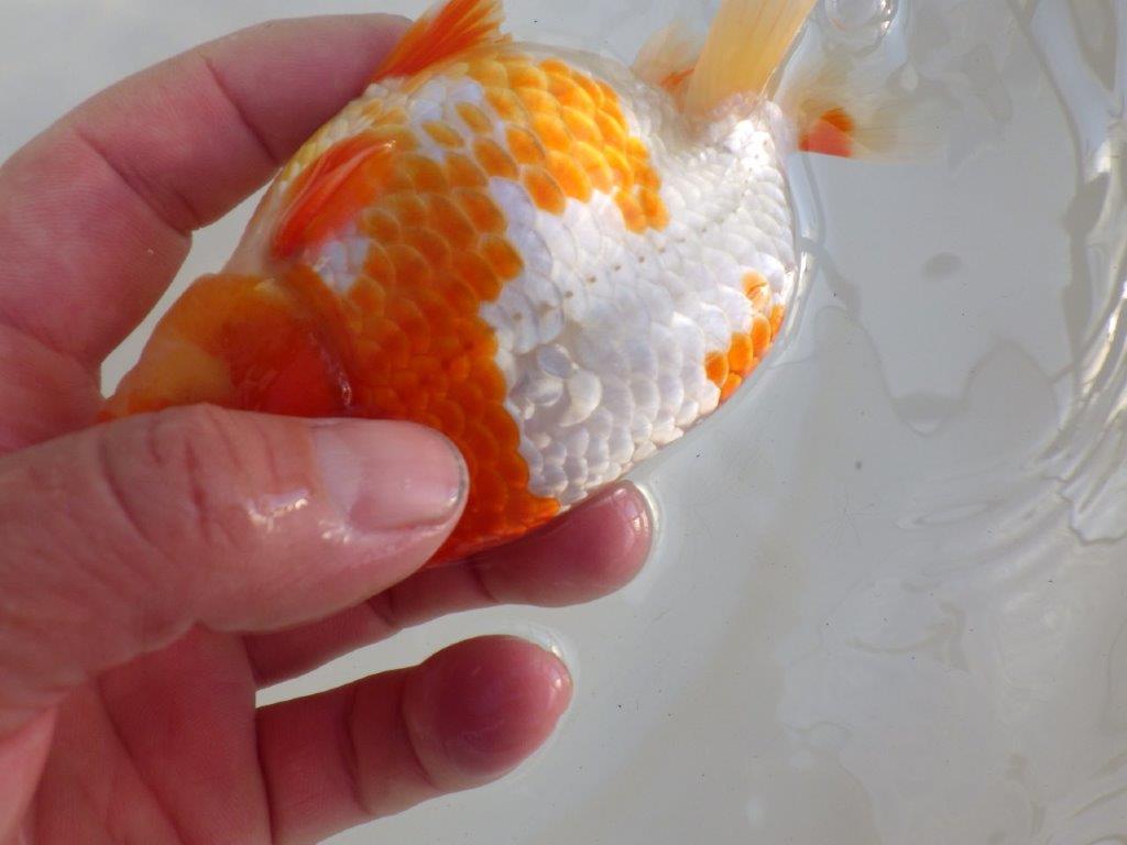 【愛知超ベテランブリーダー　都築氏　作出】インパクトのある当歳らんちゅう　約13,5㎝  四ッ尾　二本舵　オス？