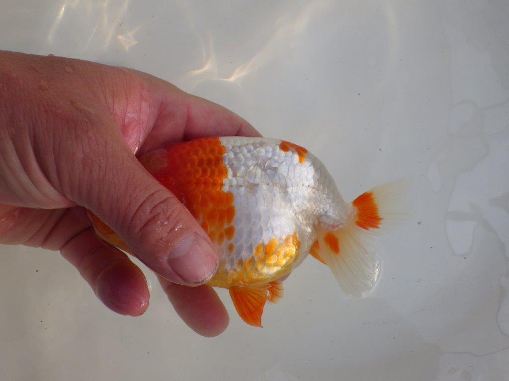 【愛知超ベテランブリーダー　都築氏　作出】インパクトのある当歳らんちゅう　約13,5㎝  四ッ尾　二本舵　オス？