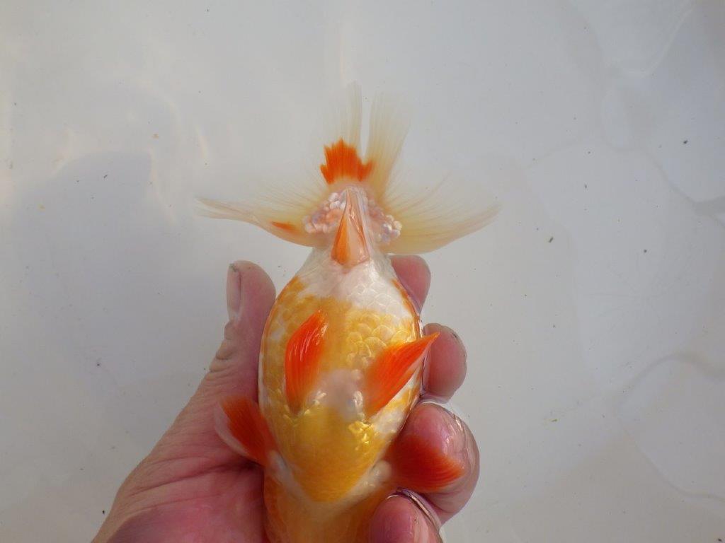 【愛知超ベテランブリーダー　都築氏　作出】インパクトのある当歳らんちゅう　約13,5㎝  四ッ尾　二本舵　オス？