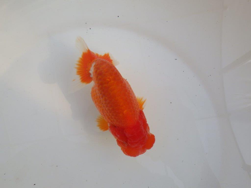 【愛知超ベテランブリーダー 都築氏 作出】二歳仕上げ?当歳らんちゅう 約13,5㎝ 四ッ尾 二本舵 オス?