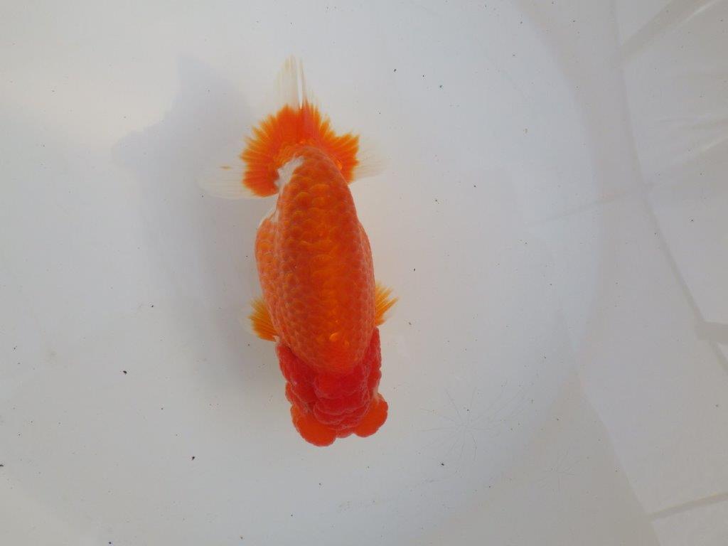 【愛知超ベテランブリーダー 都築氏 作出】二歳仕上げ?当歳らんちゅう 約13,5㎝ 四ッ尾 二本舵 オス?