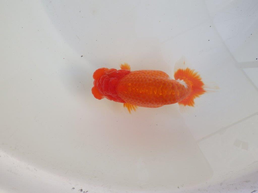 【愛知超ベテランブリーダー 都築氏 作出】二歳仕上げ?当歳らんちゅう 約13,5㎝ 四ッ尾 二本舵 オス?