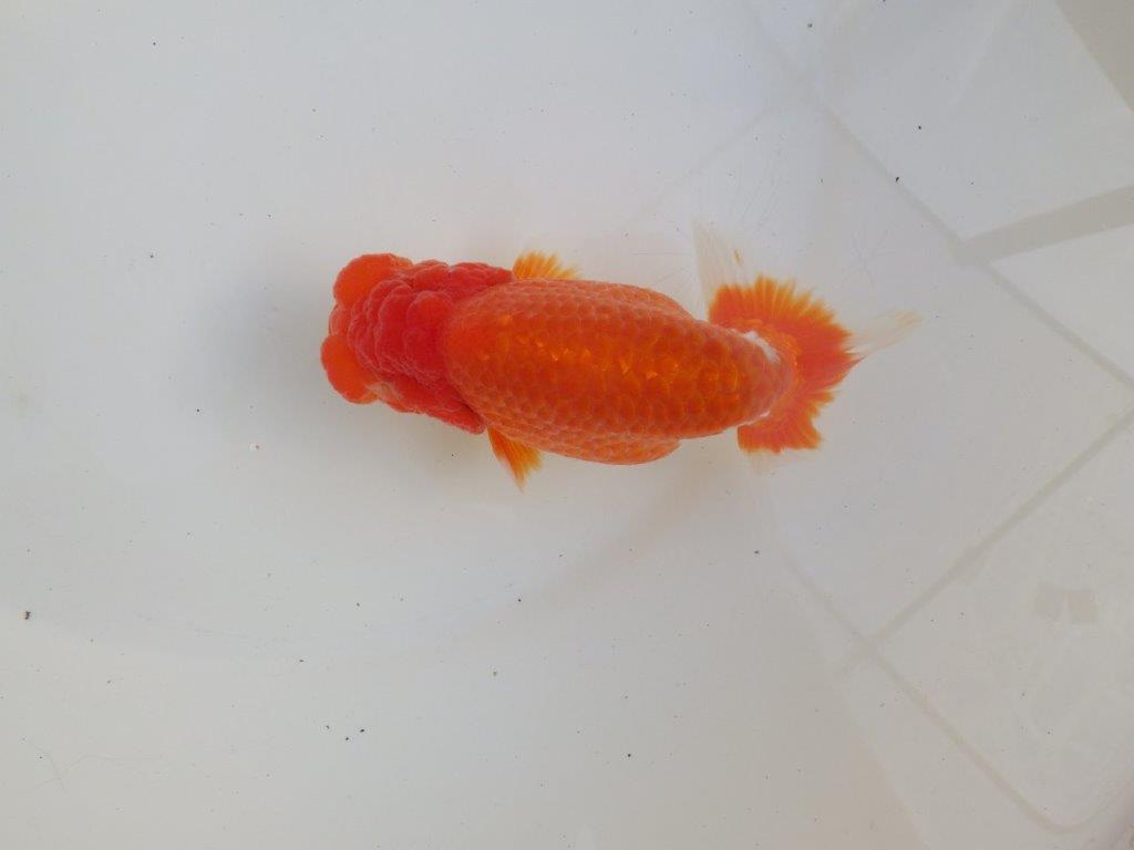 【愛知超ベテランブリーダー 都築氏 作出】二歳仕上げ?当歳らんちゅう 約13,5㎝ 四ッ尾 二本舵 オス?