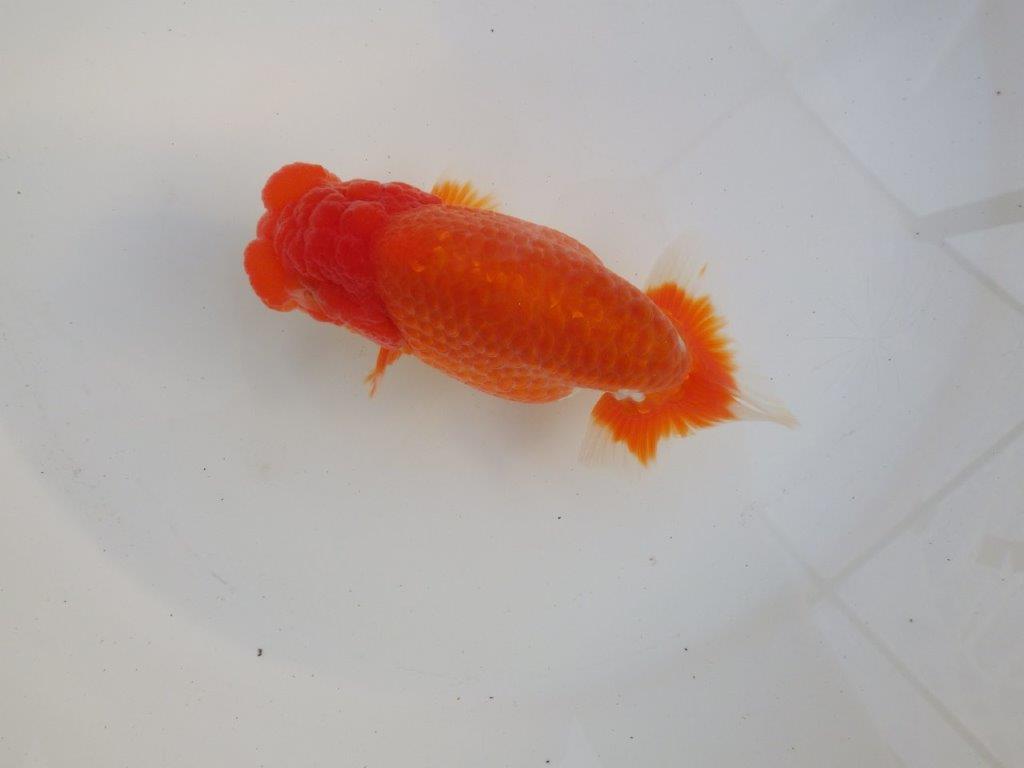 【愛知超ベテランブリーダー 都築氏 作出】二歳仕上げ?当歳らんちゅう 約13,5㎝ 四ッ尾 二本舵 オス?