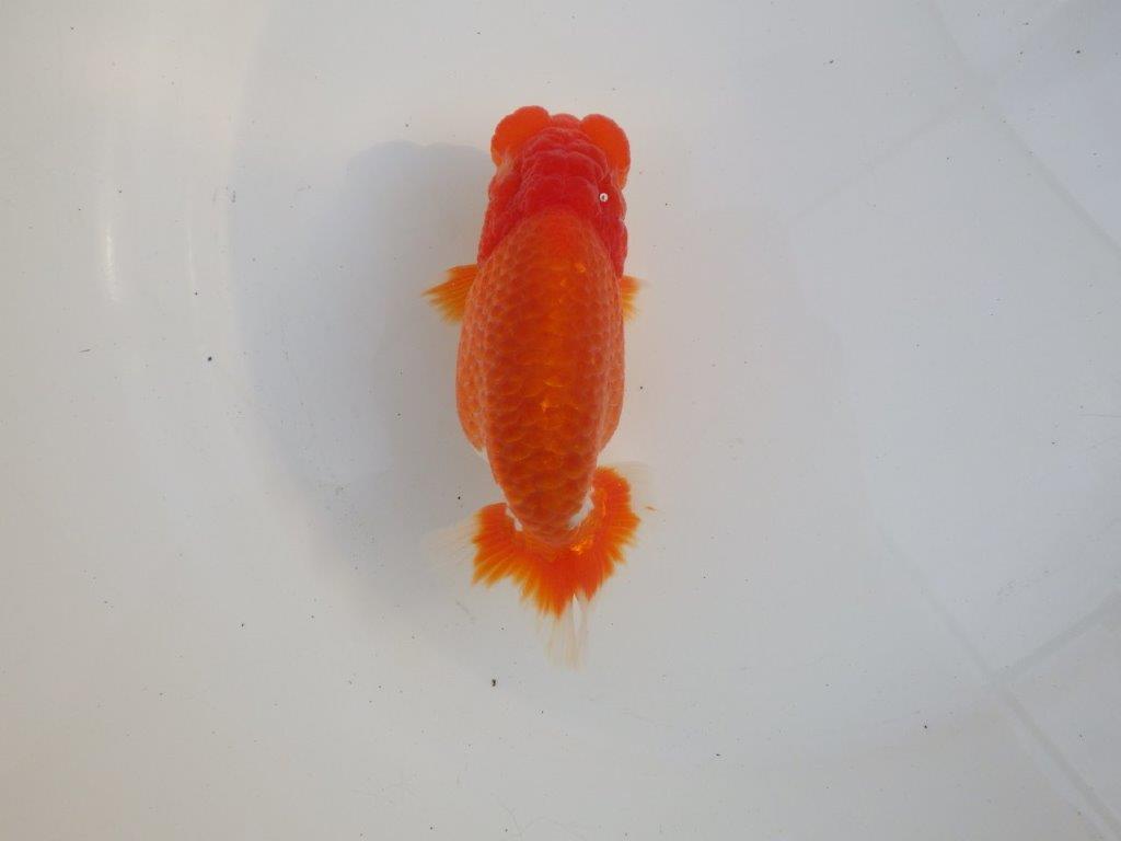 【愛知超ベテランブリーダー 都築氏 作出】二歳仕上げ?当歳らんちゅう 約13,5㎝ 四ッ尾 二本舵 オス?