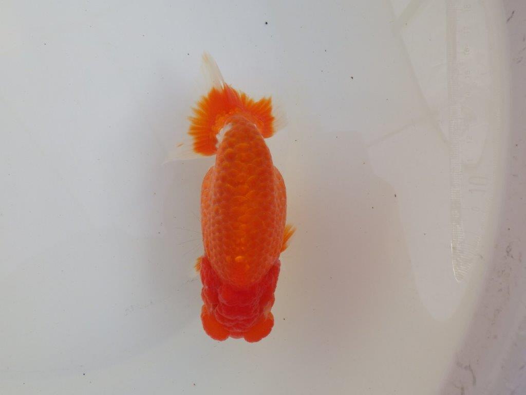 【愛知超ベテランブリーダー 都築氏 作出】二歳仕上げ?当歳らんちゅう 約13,5㎝ 四ッ尾 二本舵 オス?