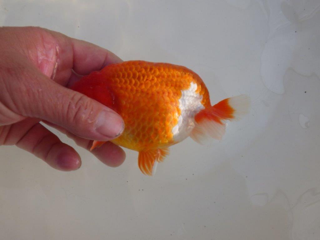 【愛知超ベテランブリーダー 都築氏 作出】二歳仕上げ?当歳らんちゅう 約13,5㎝ 四ッ尾 二本舵 オス?