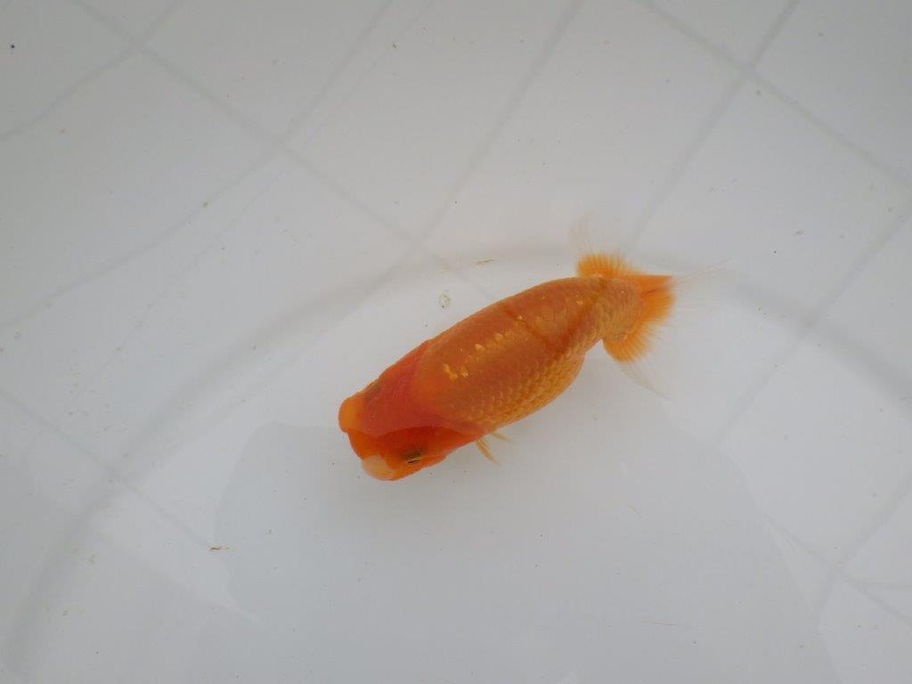 【愛知 井戸氏作出】当歳らんちゅう A 約11㎝ 四ッ尾 二本舵 メス?