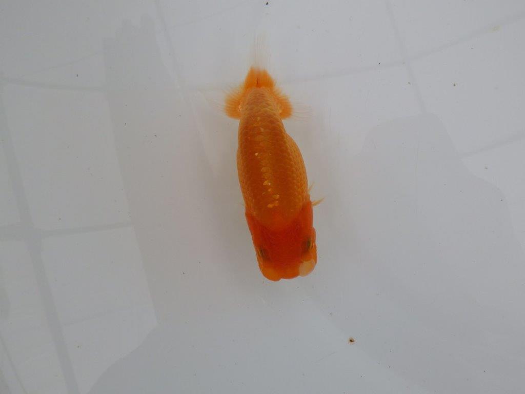 【愛知 井戸氏作出】当歳らんちゅう A 約11㎝ 四ッ尾 二本舵 メス?