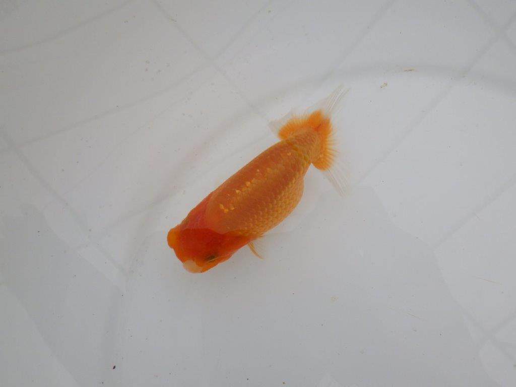 【愛知 井戸氏作出】当歳らんちゅう A 約11㎝ 四ッ尾 二本舵 メス?