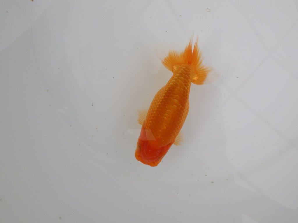 【愛知 井戸氏作出】当歳らんちゅう B 約12㎝ 四ッ尾 一本舵 メス?