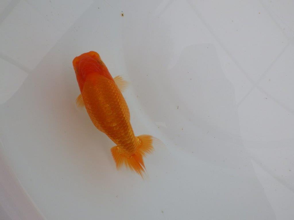 【愛知 井戸氏作出】当歳らんちゅう B 約12㎝ 四ッ尾 一本舵 メス?