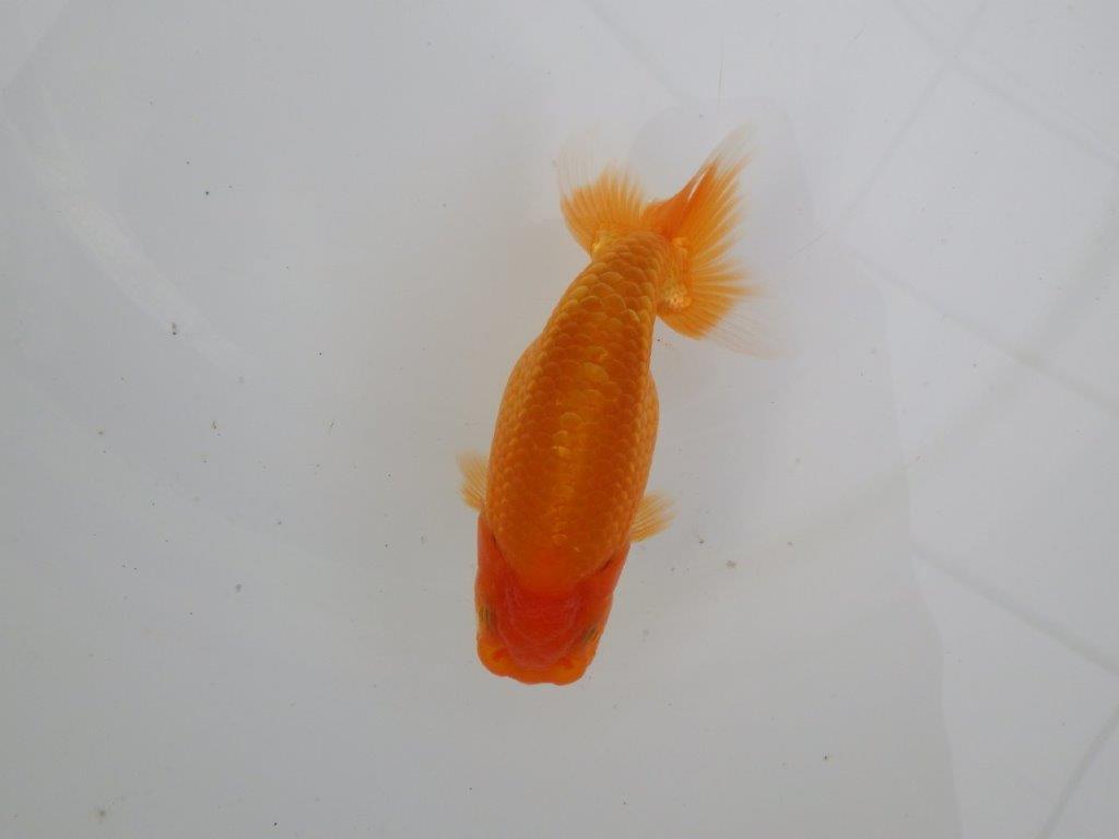 【愛知 井戸氏作出】当歳らんちゅう B 約12㎝ 四ッ尾 一本舵 メス?